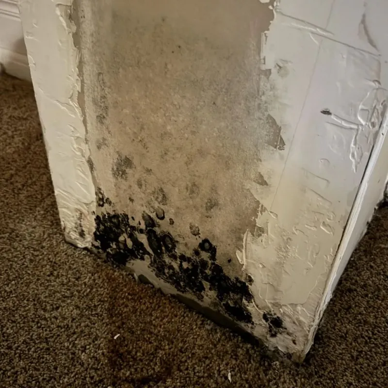 Professional Mold Removal in Des Moines, IA
